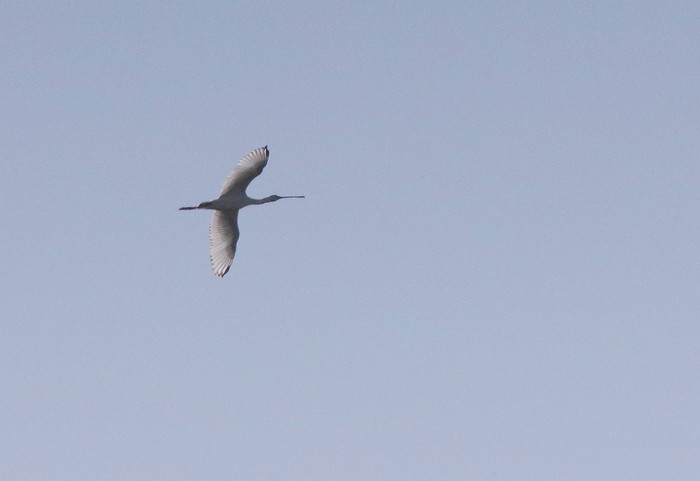 Spoonbill