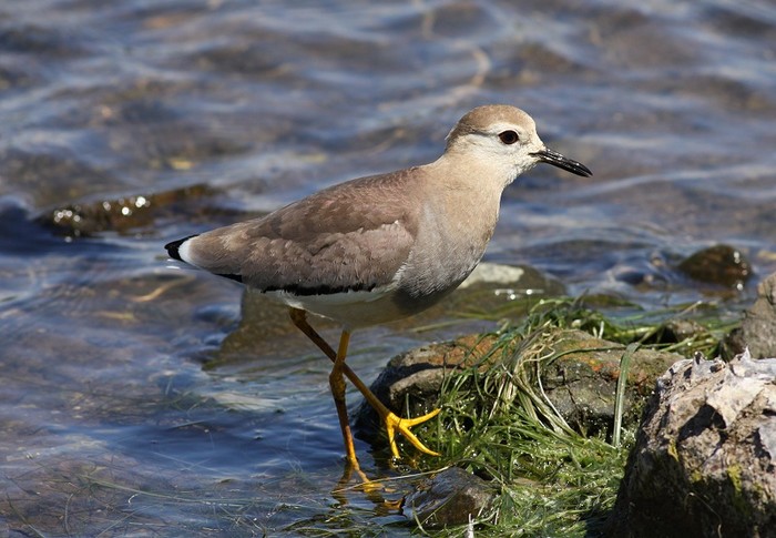 White-tailed Plover