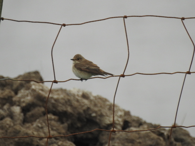 Spotted Flycatcher