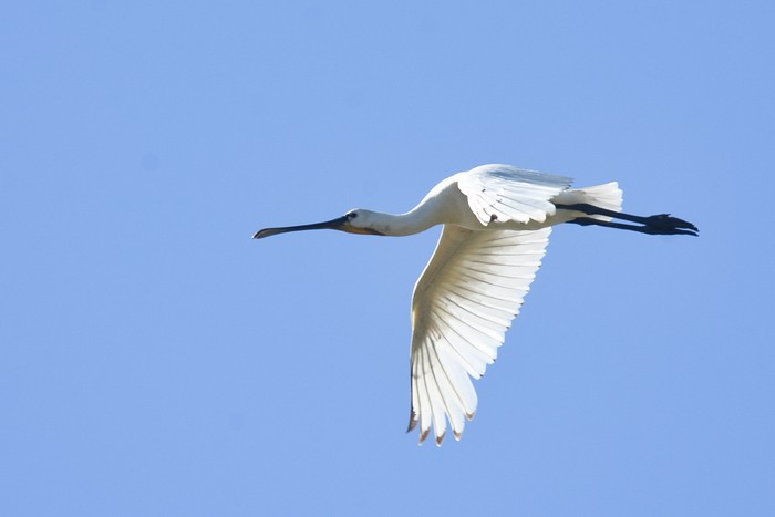Spoonbill
