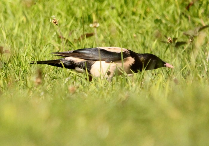 Rose-coloured Starling