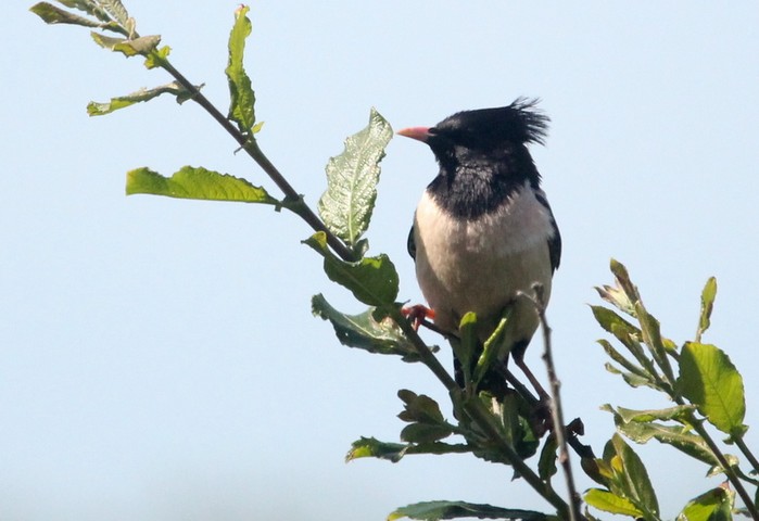 Rose-coloured Starling