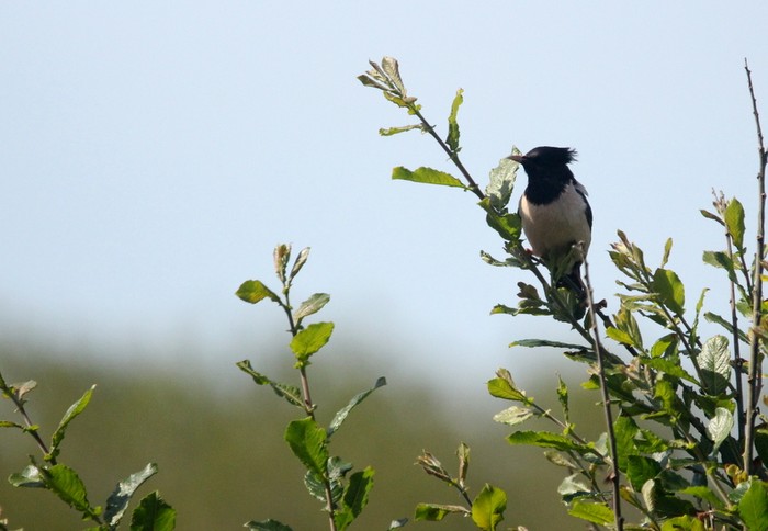 Rose-coloured Starling