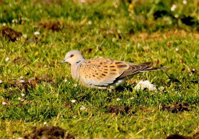 Turtle Dove