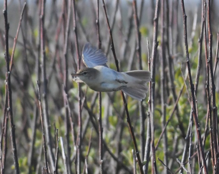 Blyth's Reed Warbler