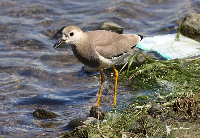 White-tailed Plover