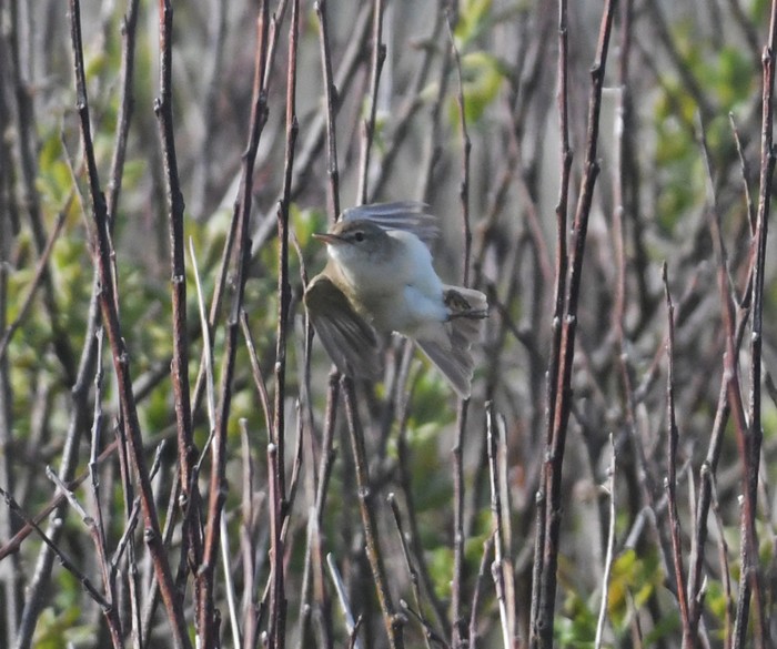 Blyth's Reed Warbler