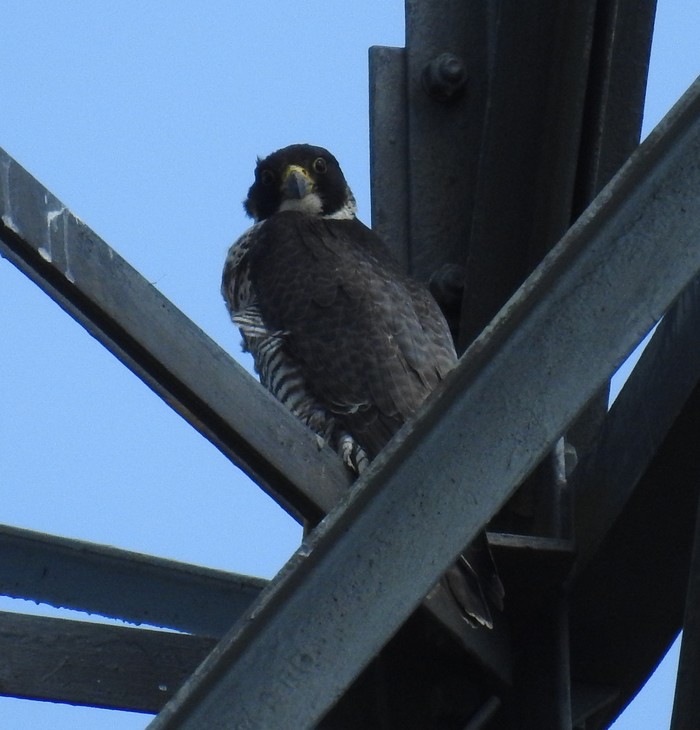 Peregrine