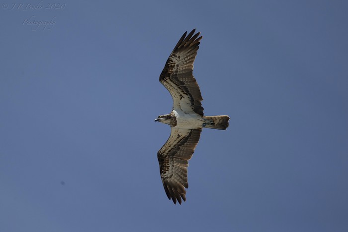 Osprey