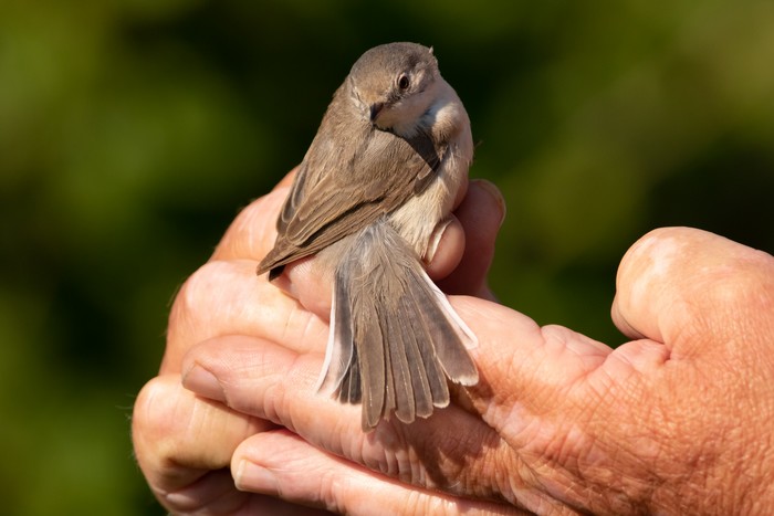 Western Subalpine Warbler