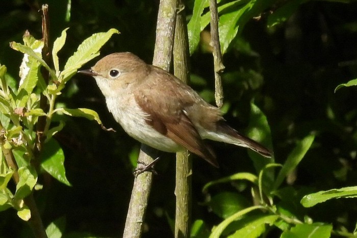 Red-breasted Flycatcher