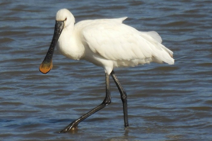 Spoonbill