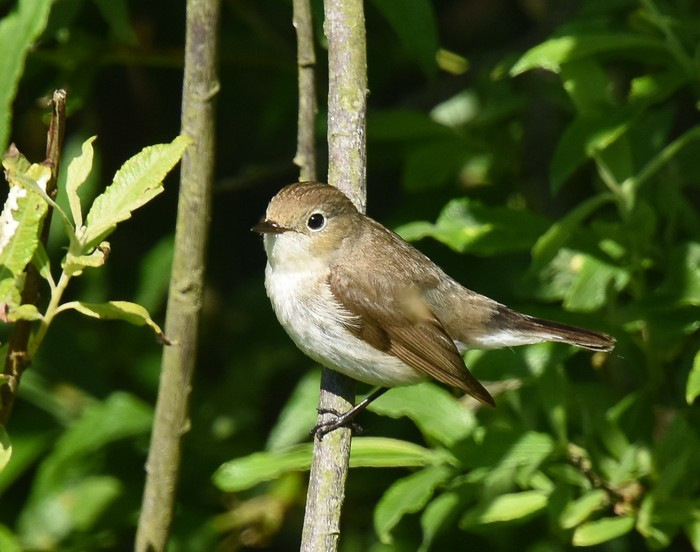 Red-breasted Flycatcher