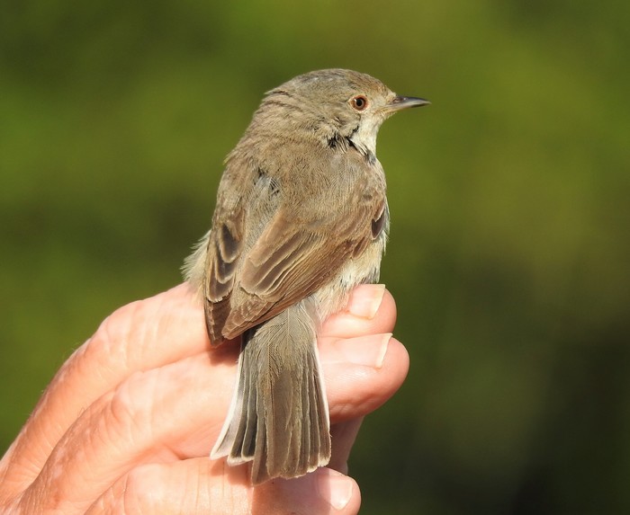 Western Subalpine Warbler
