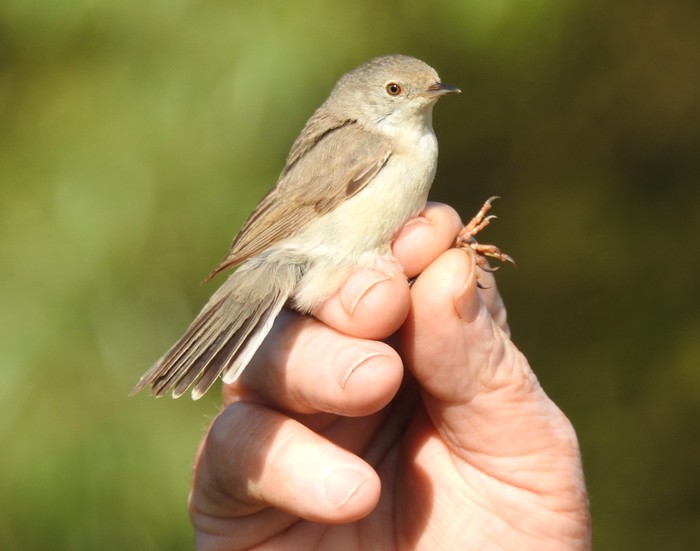 Western Subalpine Warbler