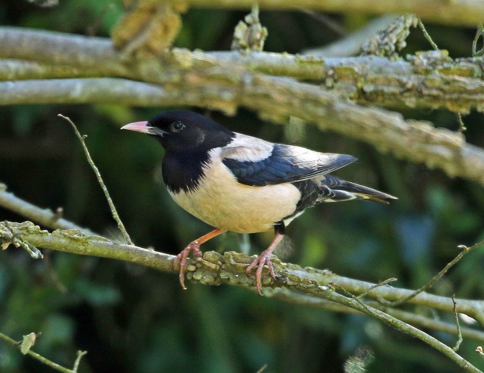 Rose-coloured Starling