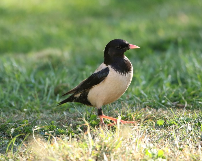 Rose-coloured Starling