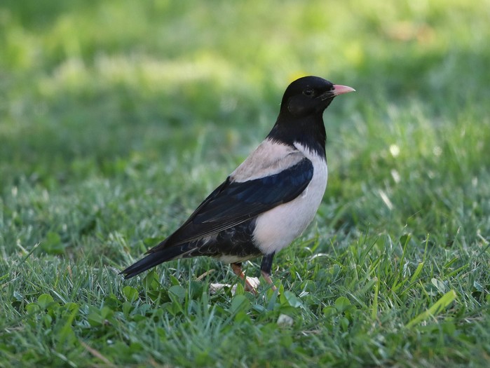 Rose-coloured Starling
