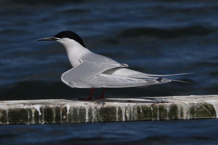 Roseate Tern