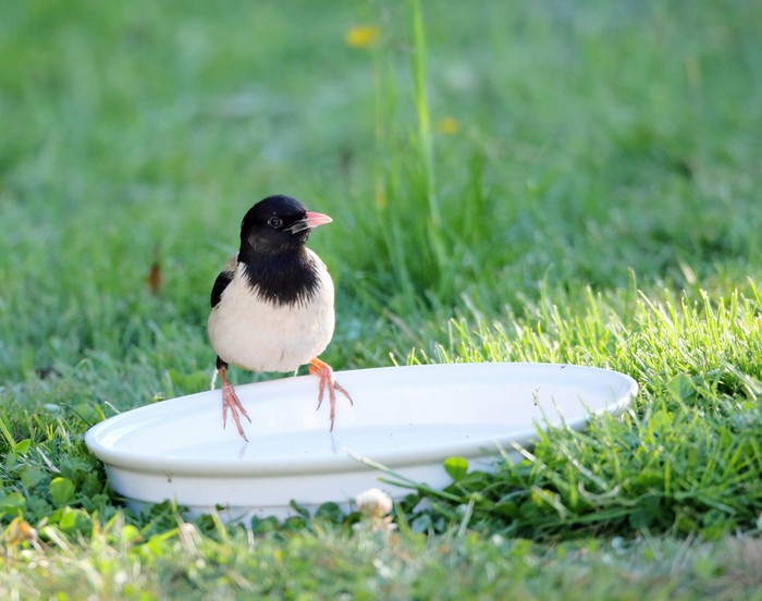 Rose-coloured Starling