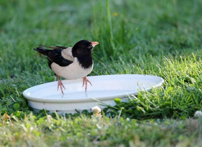 Rose-coloured Starling