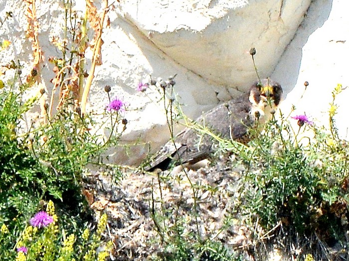 Peregrine