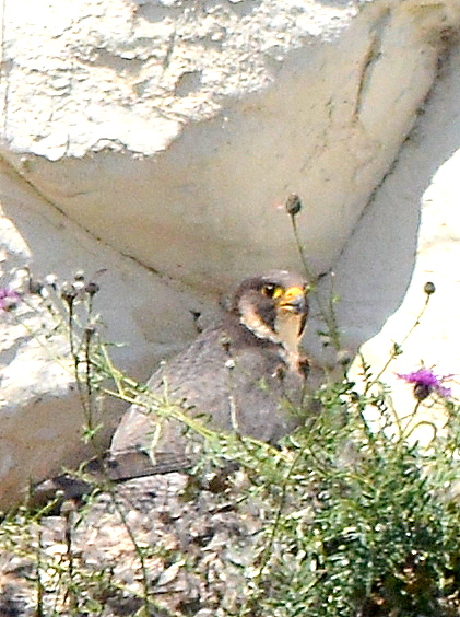 Peregrine