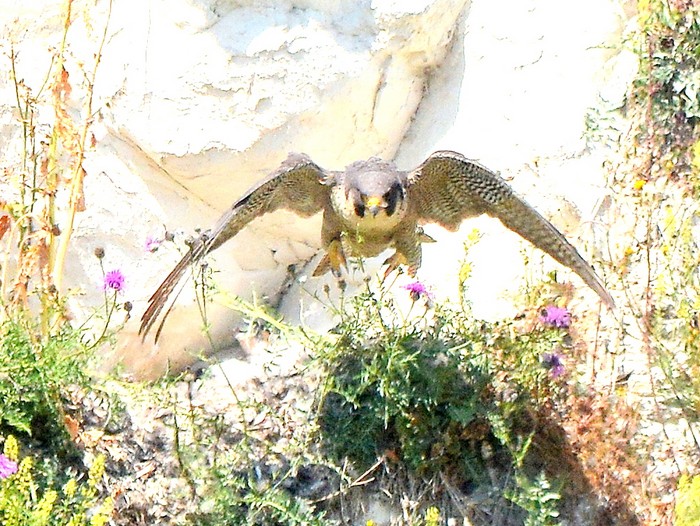 Peregrine