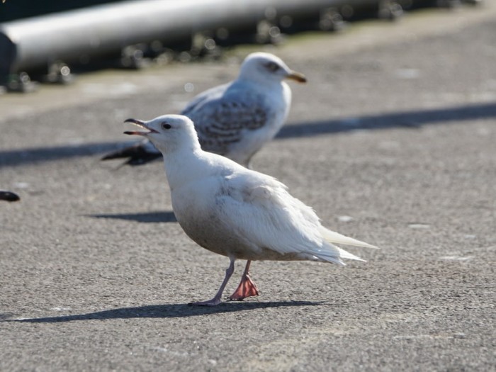 Iceland Gull