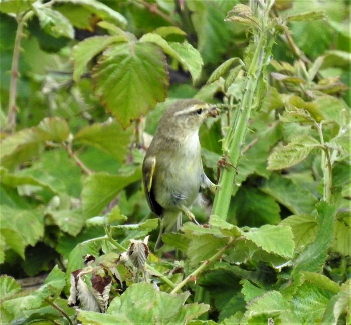 Willow Warbler