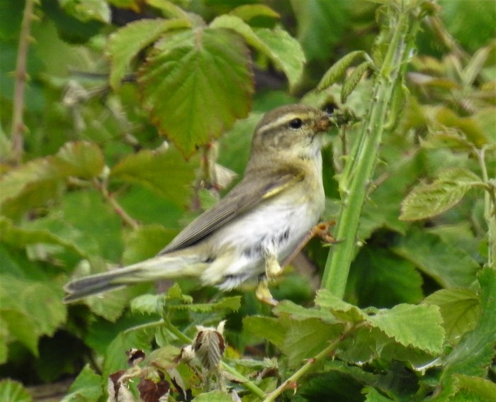 Willow Warbler