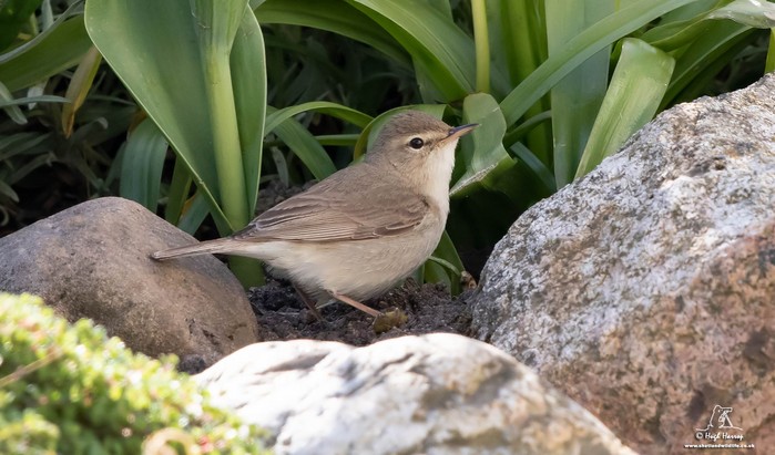 Booted Warbler