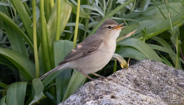 Booted Warbler