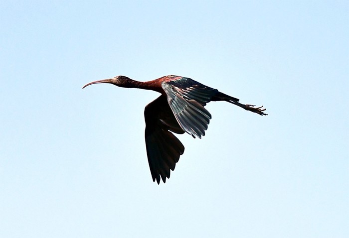 Glossy Ibis
