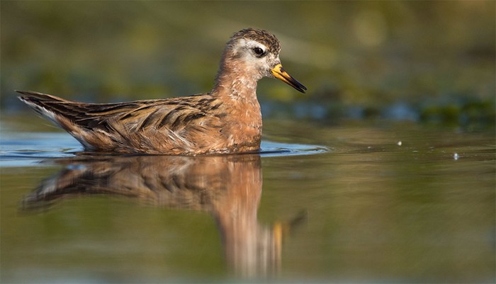 Grey Phalarope