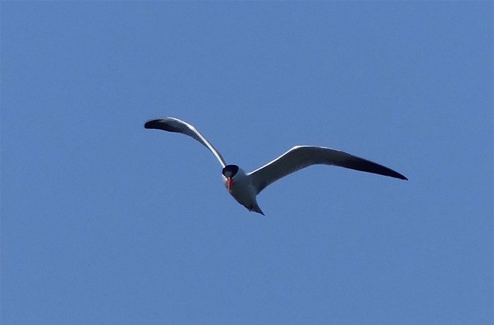 Caspian Tern