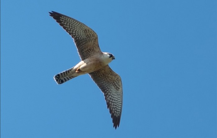 Red-footed Falcon