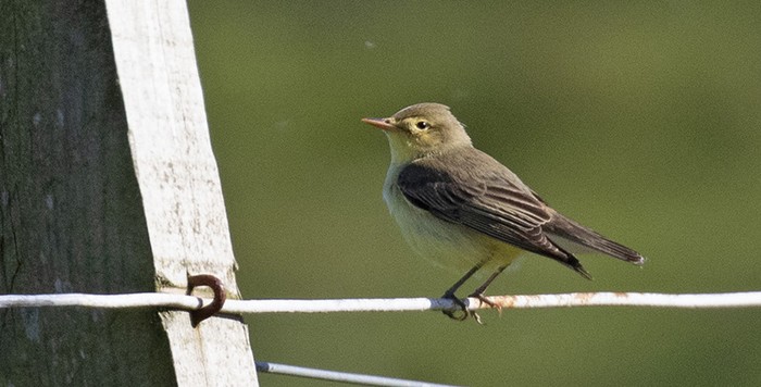 Icterine Warbler