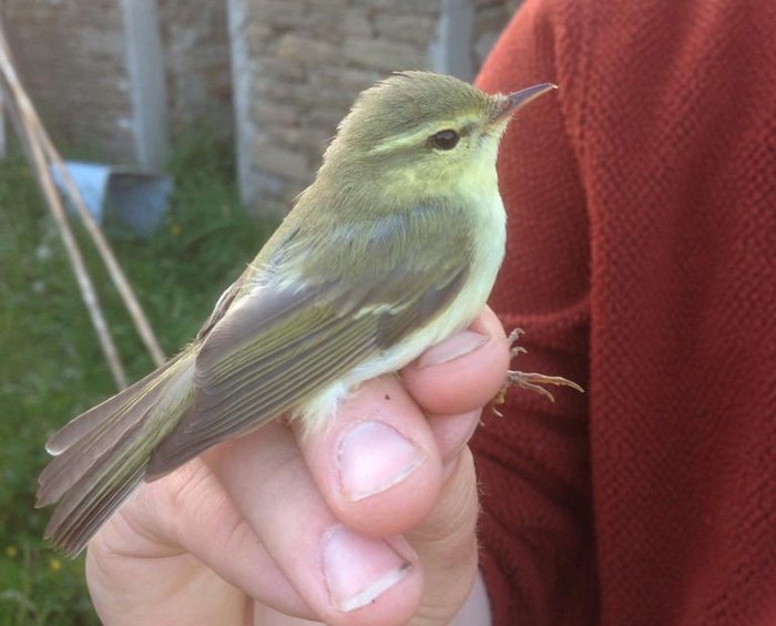 Green Warbler