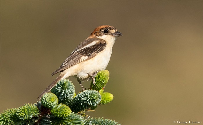 Woodchat Shrike