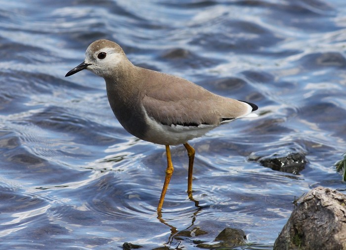 White-tailed Plover