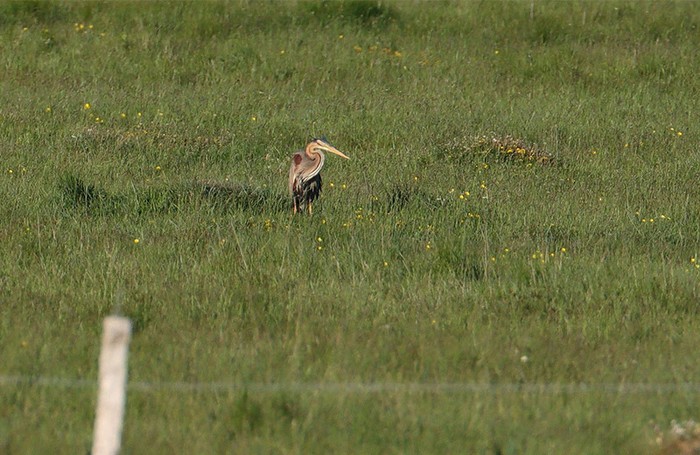 Purple Heron