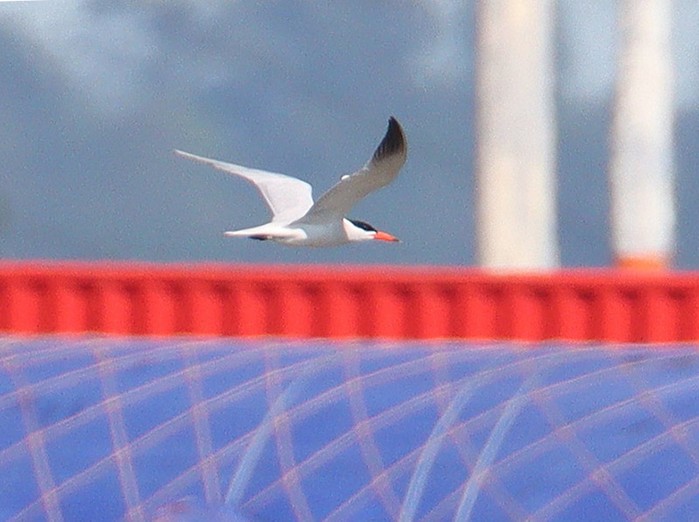 Caspian Tern