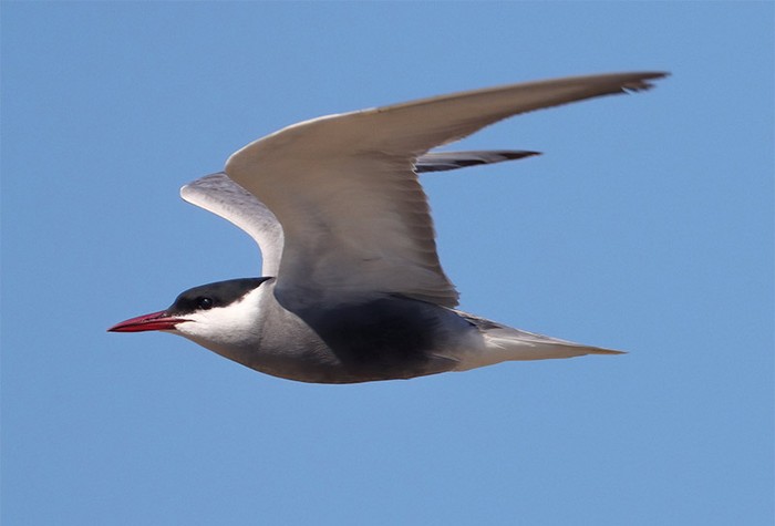 Whiskered Tern