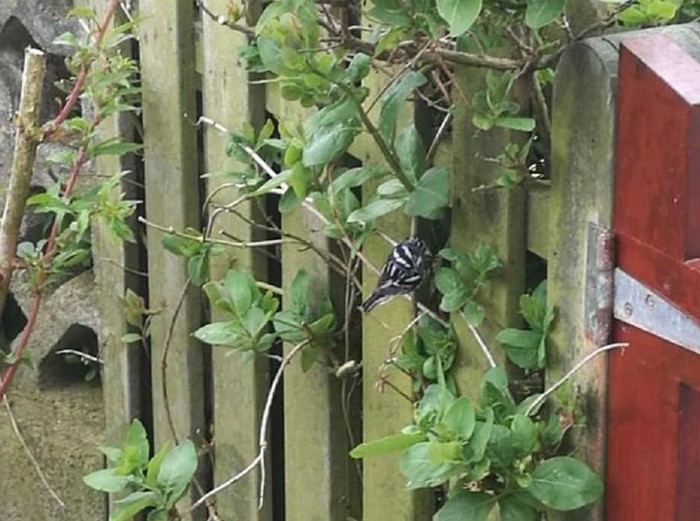 Black-and-white Warbler
