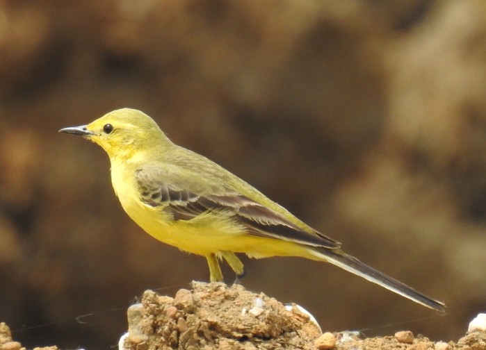 Yellow Wagtail
