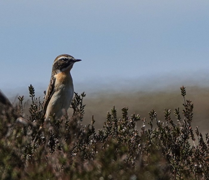 Whinchat