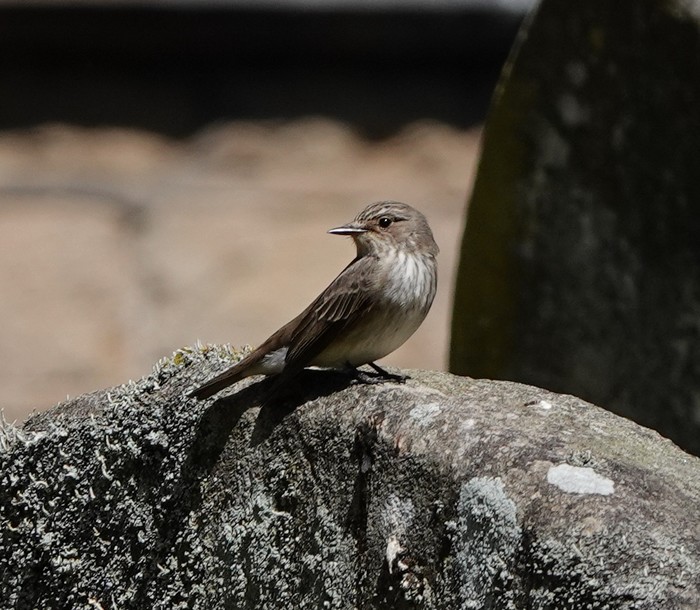 Spotted Flycatcher
