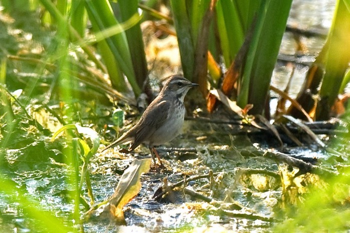 Bluethroat
