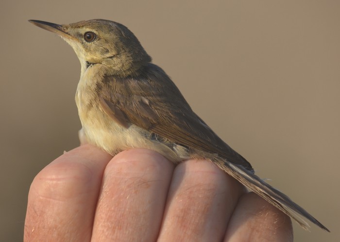 Blyth's Reed Warbler